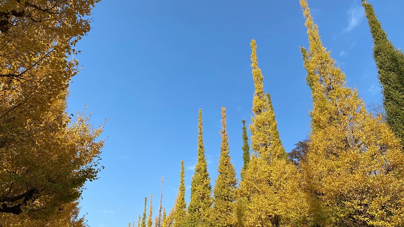 明治神宮外苑のイチョウ並木と青い空